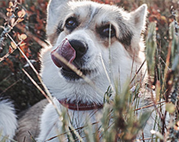 A dog with light brown and white fur lies in tall grass outdoors, licking its nose with its tongue visible.
