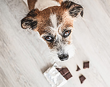 A small brown and white dog looks up with a guilty expression while standing next to broken pieces of chocolate and an opened wrapper on the floor.