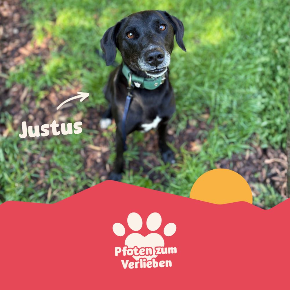 Pfoten zum Verlieben - Hund - Justus