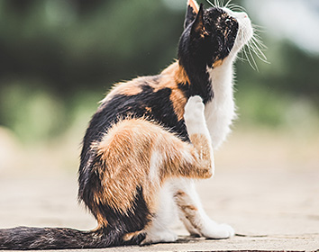 A calico cat sits outdoors on a paved surface, raising a back leg to scratch its neck. The background is softly blurred with greenery, drawing focus to the cat’s movement.