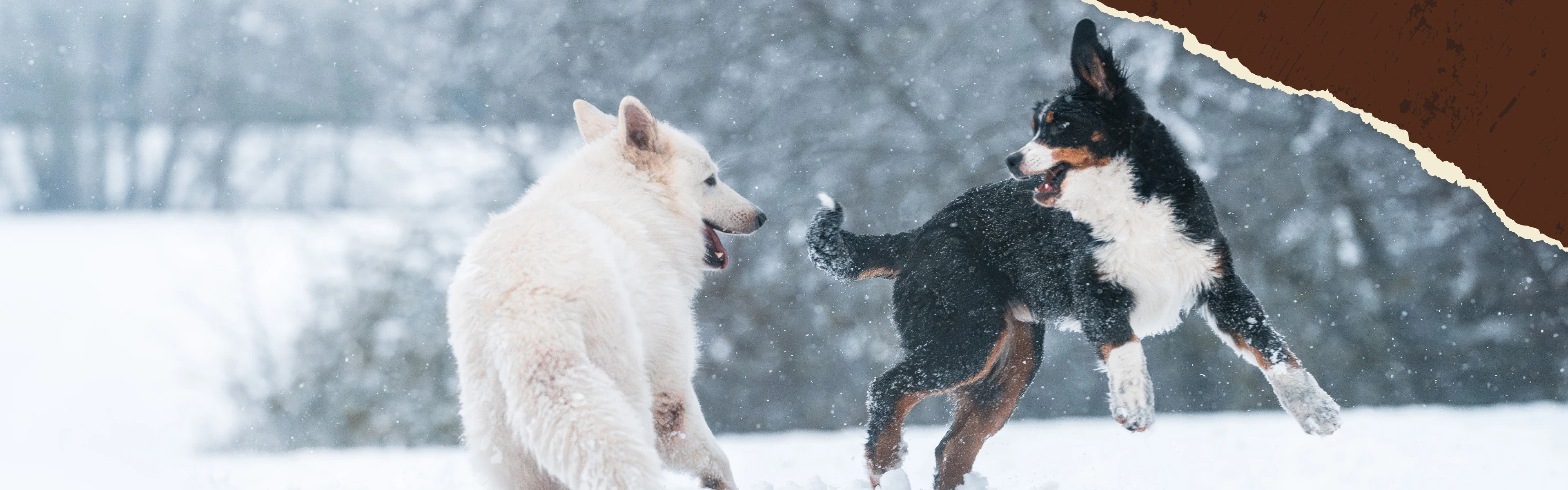 zwei Hunde spielen auf einer verschneiten Wiese im Winter