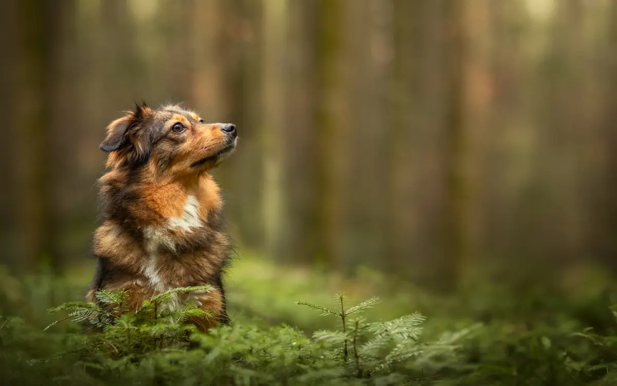 Hund sitzt im Wald auf moosigem Boden und blickt zur Seite.