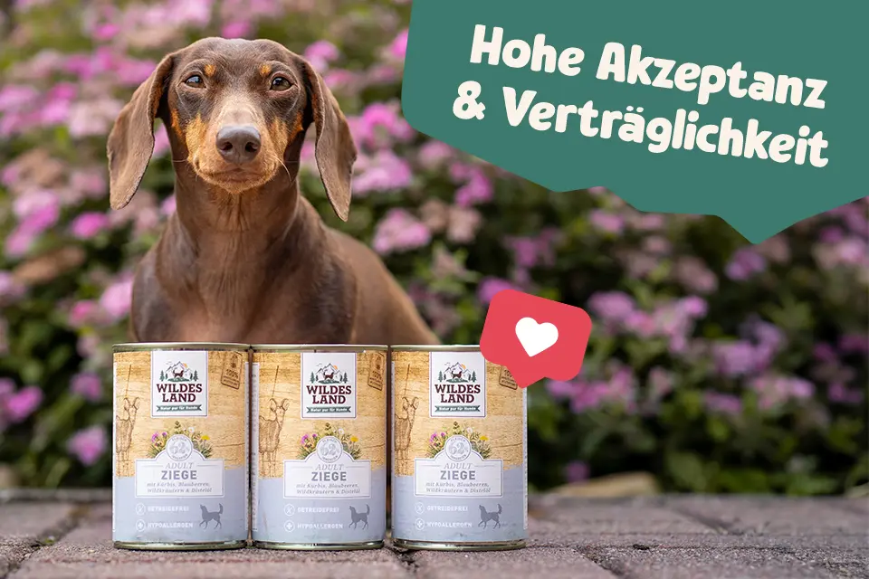 Teckel vor Wildes Land Dosen, im Hintergrund pinke Blumen. Text: 'Hohe Akzeptanz & Verträglichkeit'.