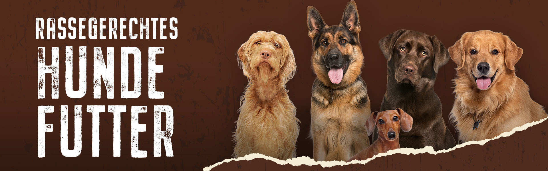 unterschiedliche Hunderassen