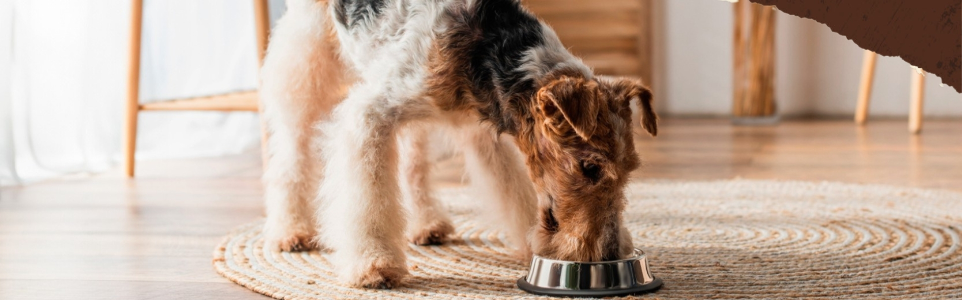 Älterer Hund beim Fressen aus einem Napf