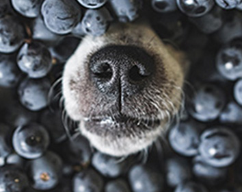 A close-up of a dog’s nose and mouth surrounded by a pile of fresh blueberries.