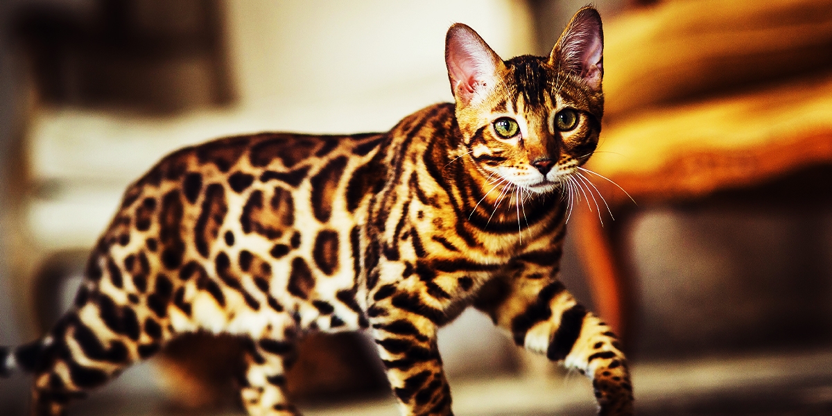 Bengalkatze - Katzenrassen im Portrait | pets Premium