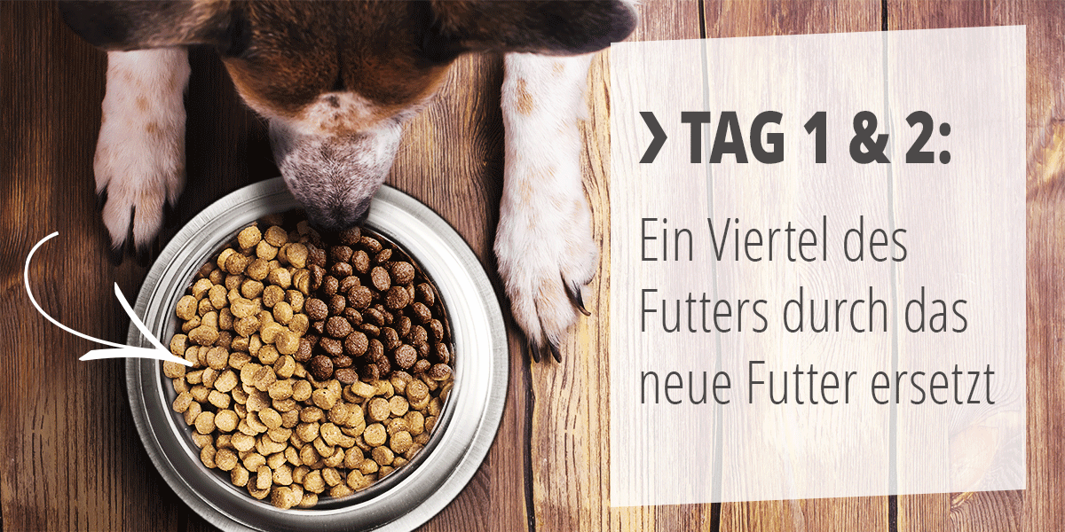 Futterumstellung beim Hund Schritt für Schritt