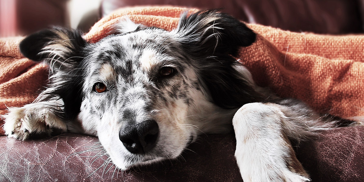 Tårer Pelagic fotografering Erkältung beim Hund: Hundeschnupfen & Hundehusten
