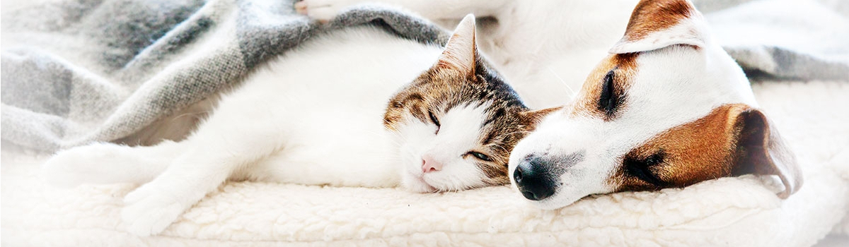 Schlaf von Hund und Katze