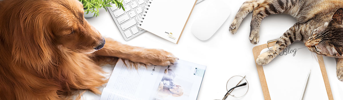 Blog Inspirationen Hunde und Katze