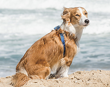 A brown and white dog wearing a blue harness sits on sandy beach facing the sea. The wind ruffles its fur as waves crash gently in the background.