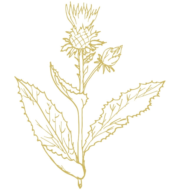 Wildkräuter Mariendistel