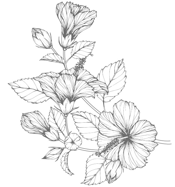Wildkräuter Hibiskus