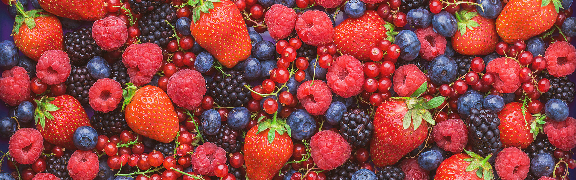 Beeren im Hundefutter