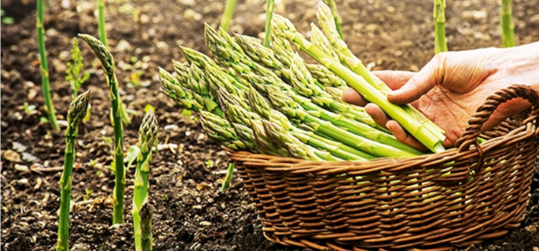Spargel