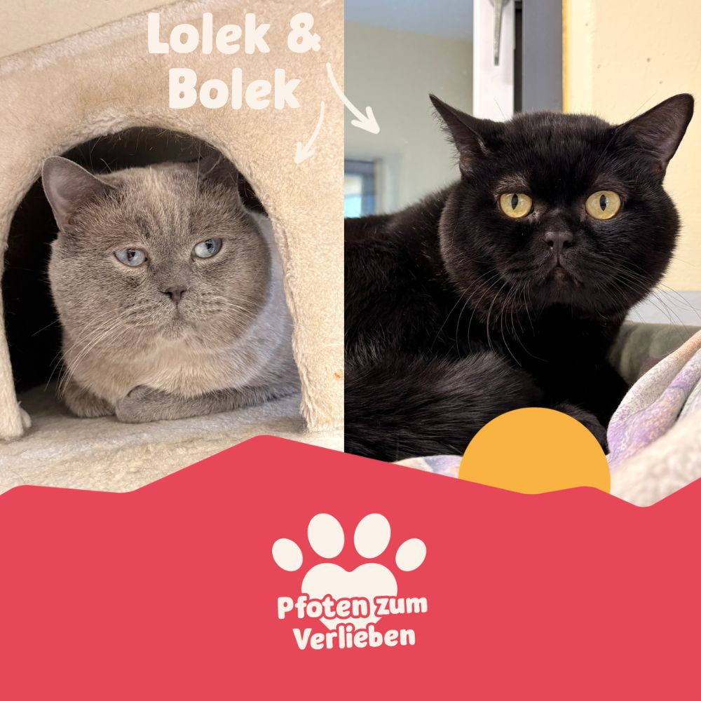 Pfoten zum Verlieben - Katzen - Lolek & Bolek