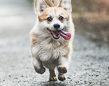 A cheerful corgi runs towards the camera along a gravel path with its tongue hanging out to the side and ears perked up, capturing a sense of movement and excitement outdoors.