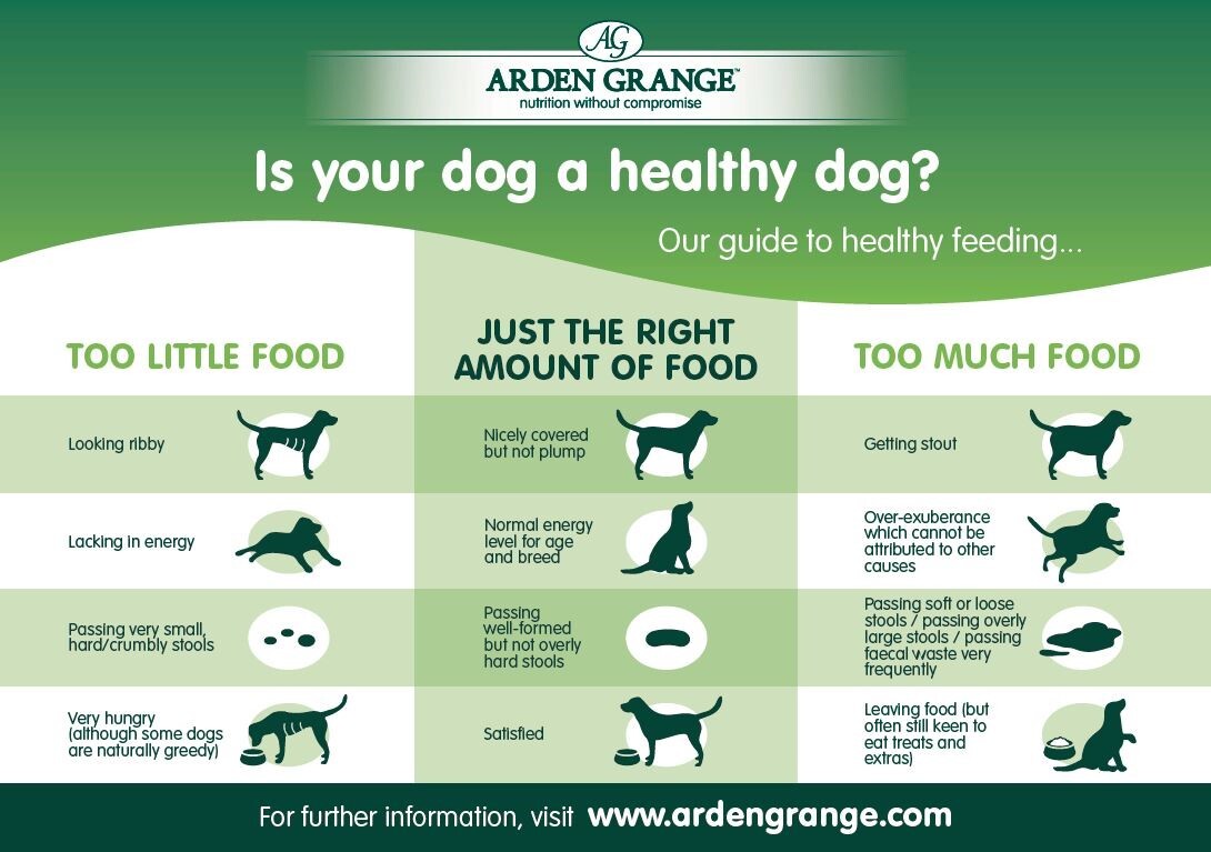 Feeding frequency linked to dog health