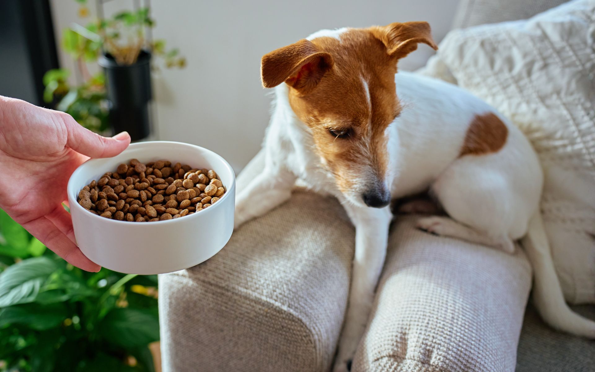 Ein Hund liegt auf einem Sofa und wendet sich von einem angebotenem Napf Futter ab.