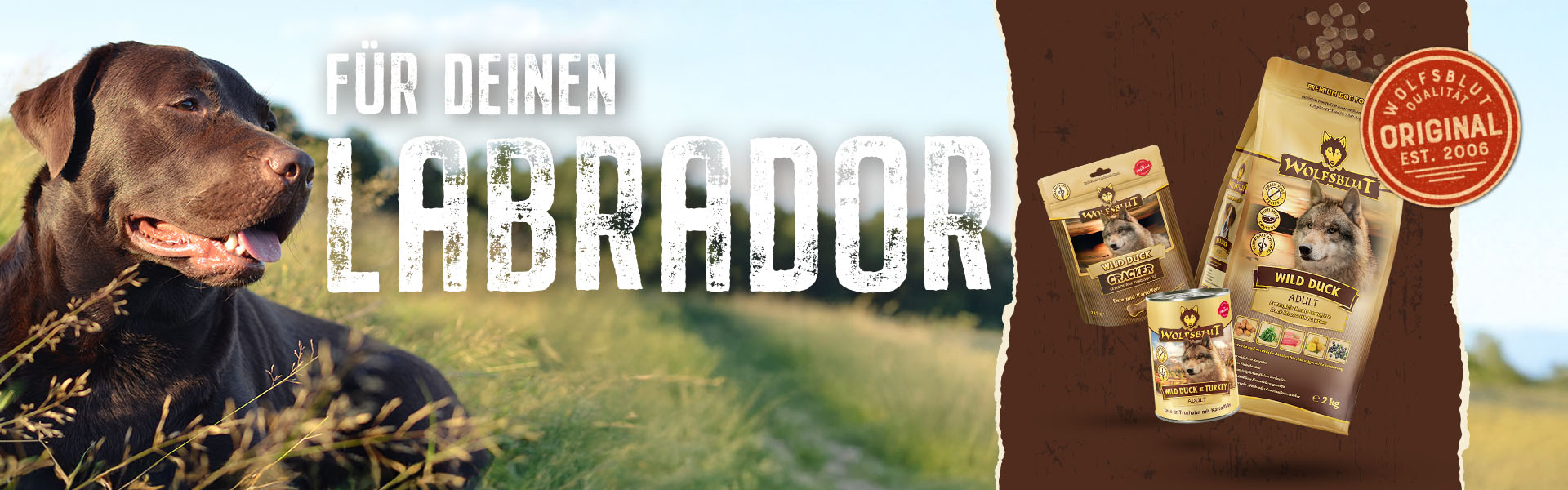 Hunderasse Labrador und passendes Wolfsblut Hundefutter