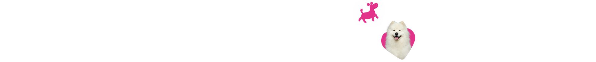 Seitentrenner: Ein weißer Hund mit einem fröhlichen Ausdruck in einer rosa Sprechblase. Darüber ein rosa Icon eines frölhlich laufenden Hundes, das schönes Fell und gesunde Haut symbolisiert, auf weißem Hintergrund.