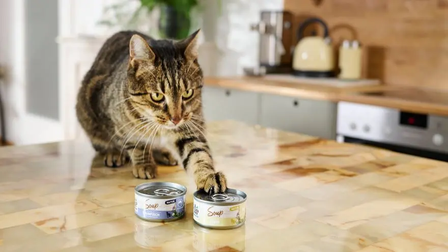 Katze sitzt auf Tisch und berührt mit ihrer Pfote eine Dose Soup die vor ihr steht