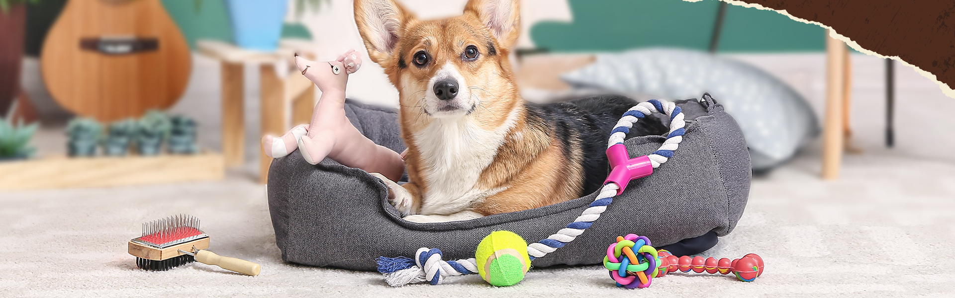 Erstausstattung Hund