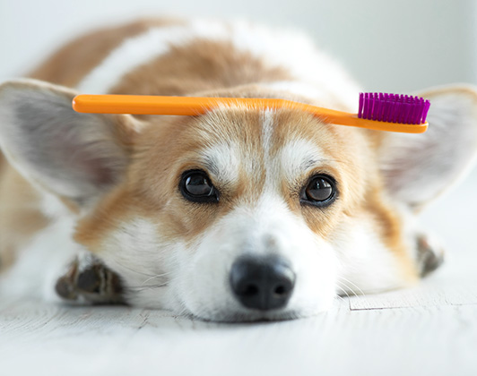 A tan and white corgi lies on the floor with it's head down, looking forward, while an orange toothbrush with purple bristles rests on the top of its head.