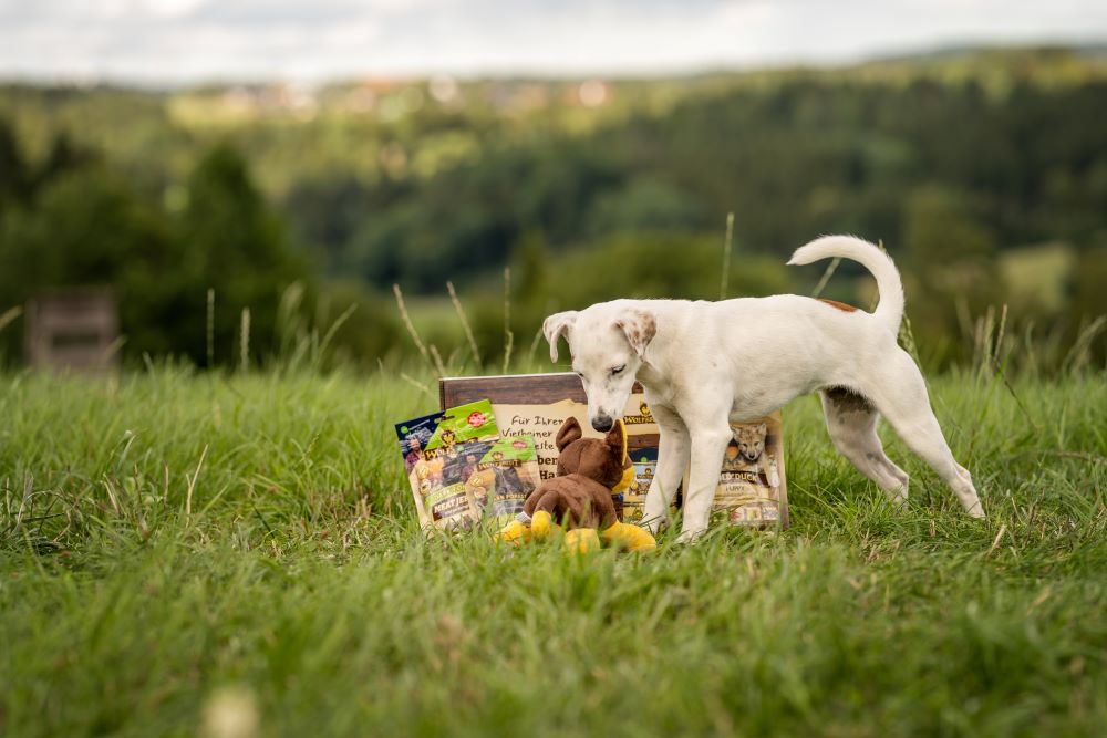 Welpe spielt mit dem Spielzeug aus dem Welpen-Starterkit