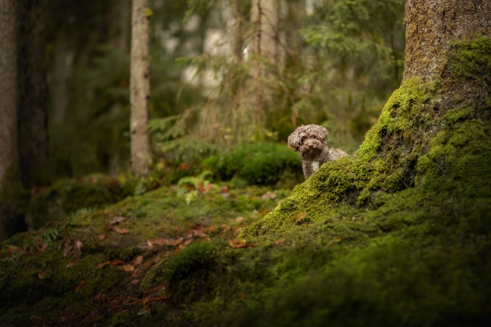 Kleiner Hund versteckt sich hinter einem Baumstamm und luckt hervor