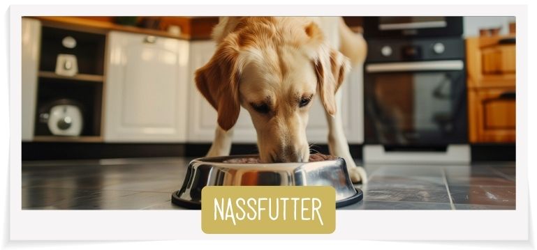 Daily Choice Nassfutter Hund