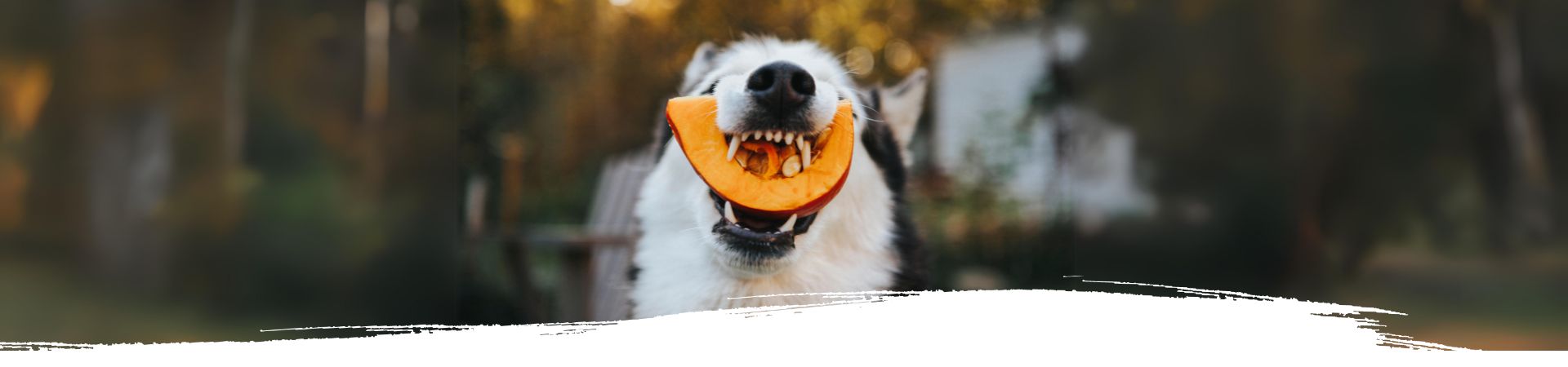 Husky beißt in einen Kürbis