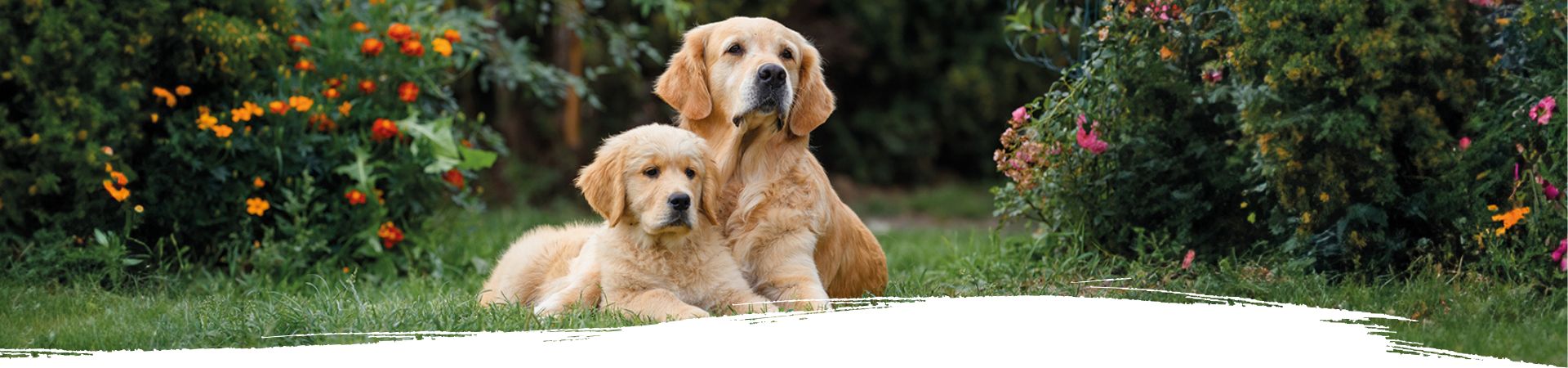 Golden Retriever Welpe liegt neben erwachsenem Hund im Grünen – ein Symbol für die Frage: Wie lange Welpenfutter füttern?