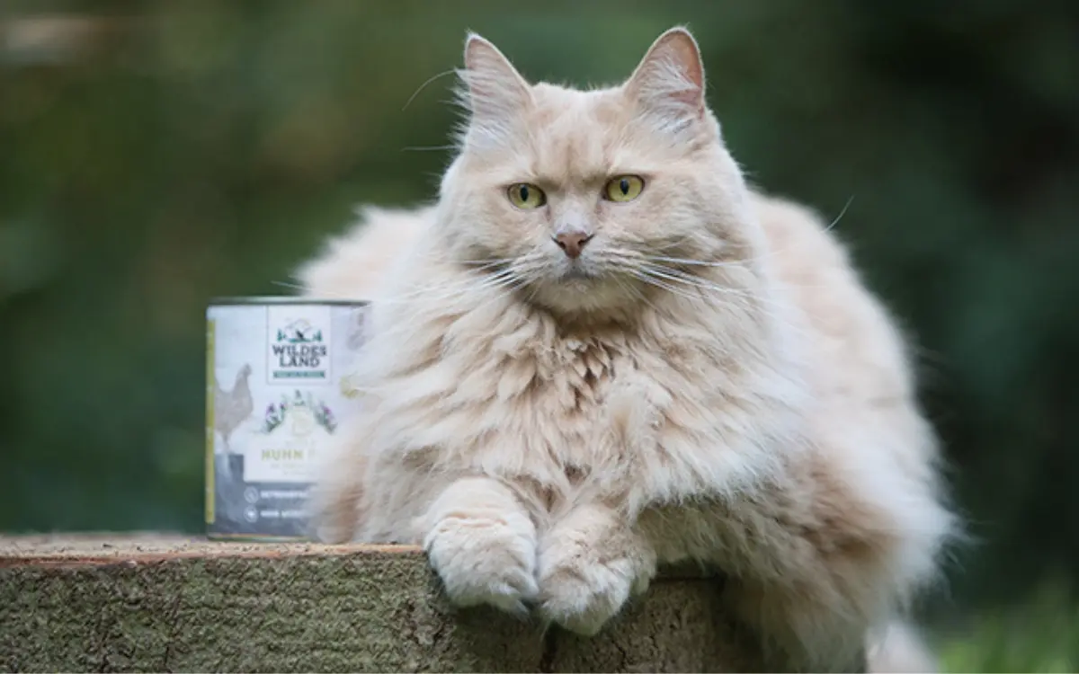 Katze sitzt im Garten auf einem Holzstamm, daneben steht eine Dosis Katzenfutter.