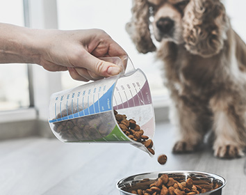 Person pouring dry dog food from a measuring cup into a metal bowl while a dog watches closely in the background.