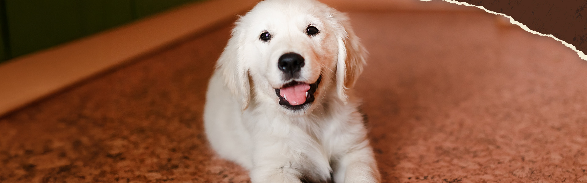 Stubenreinheit beim Hund