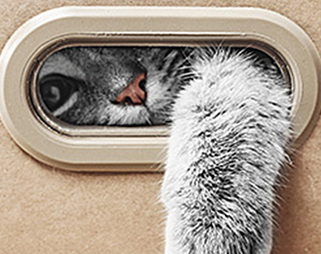 A grey tabby cat peers through a small oval window in a beige surface, with one paw reaching out below the opening. The image captures a playful, curious moment.