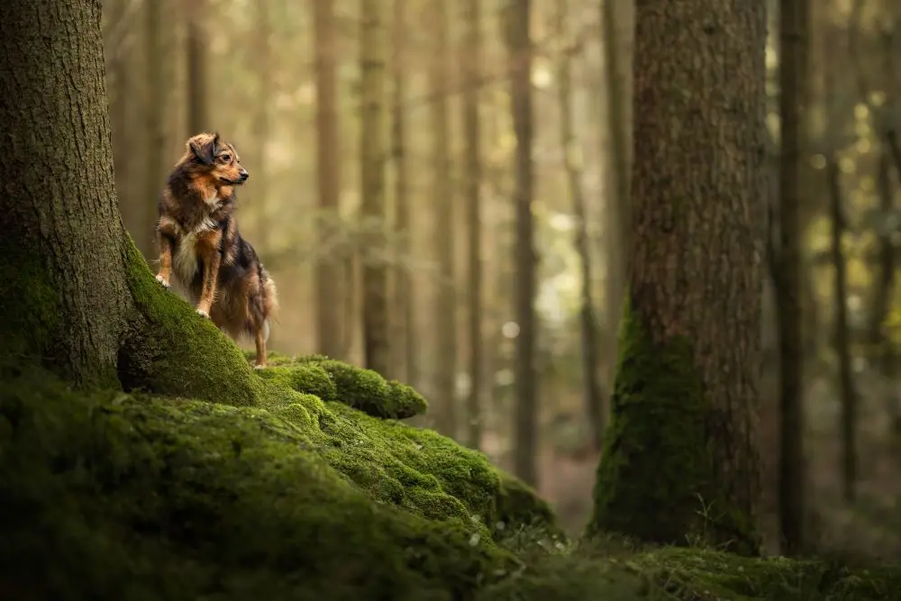 Brauner Hund stezt auf einem bemoosten Baumstamm und schaut nach rechts.