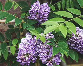 card-image