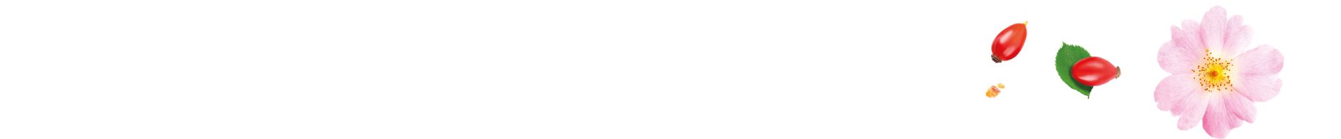 Seitentrenner: Eine Komposition natürlicher Zutaten auf weißem Hintergrund: Eine rosa Blüte, rote Hagebutten mit grünem Blatt und kleine goldene Weihrauch-Stücke. Sie symbolisieren Natur und Gesundheit.