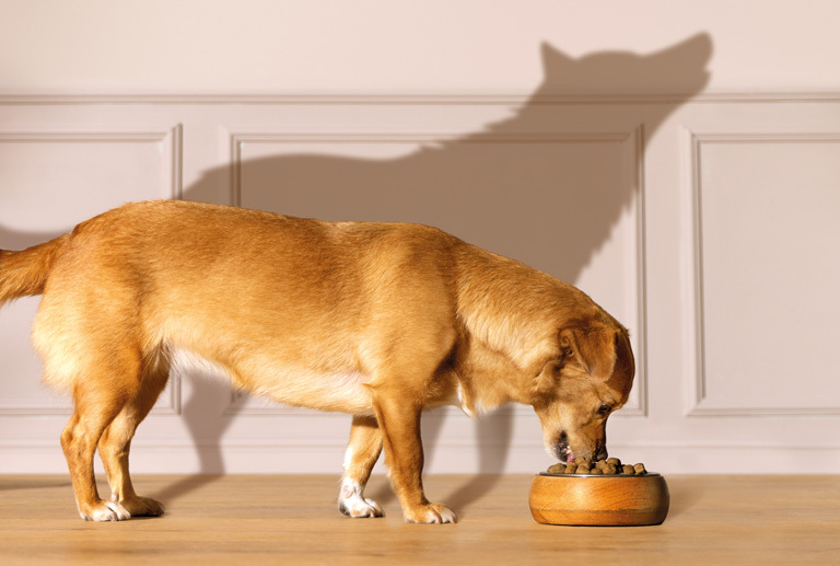 Wolf im Schatten und Hund beim Futternapf