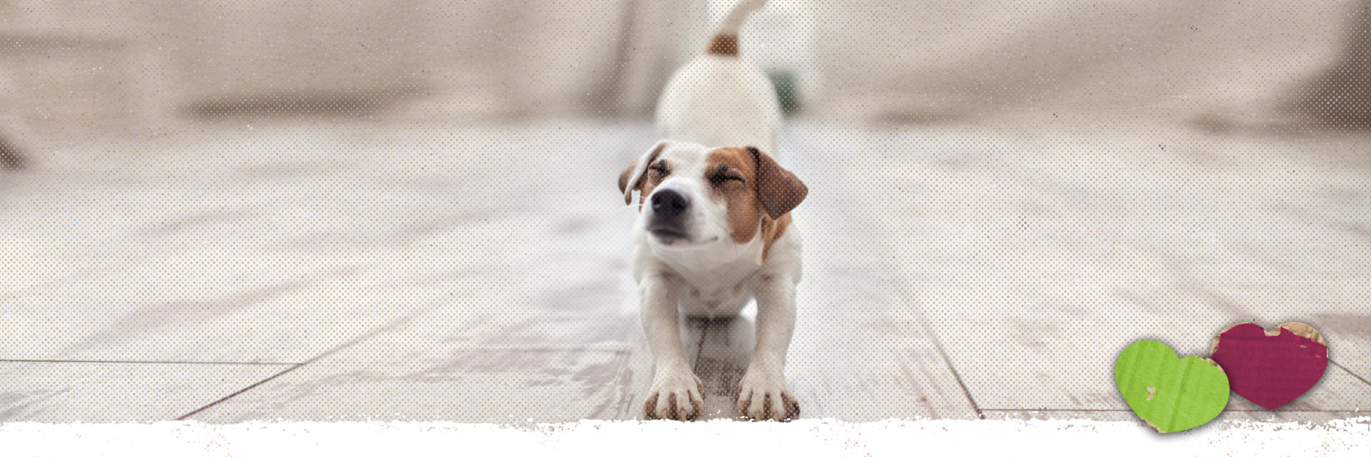 card-image