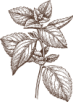 Pflanze