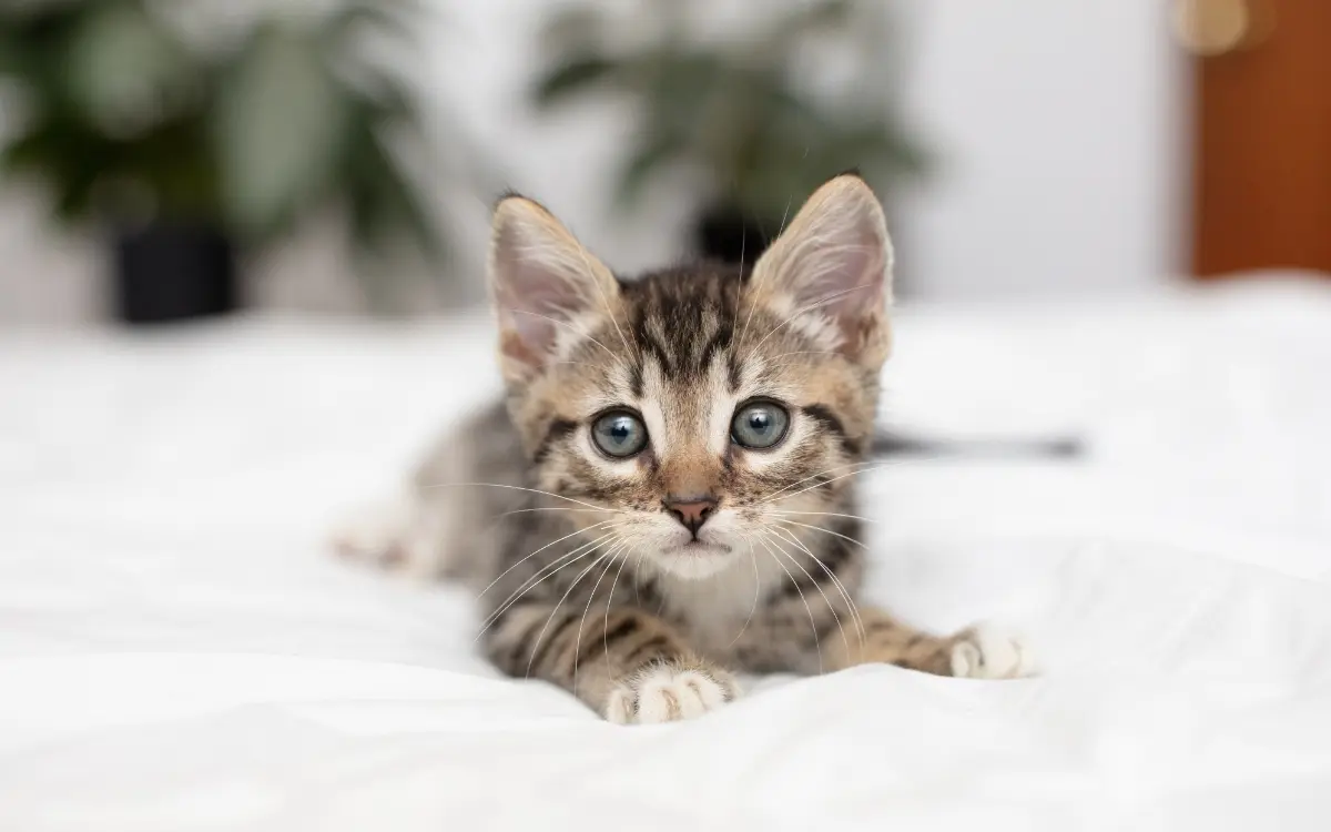 Kätzchen liegt entspannt auf einer Decke und blickt in die Kamera.