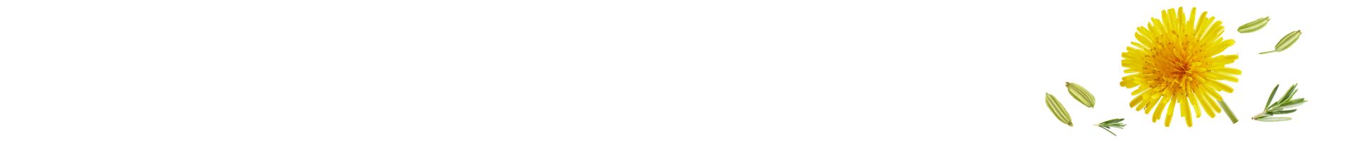 Seitentrenner: Eine Kombination aus gelber Löwenzahnblüte und grünen Rosmarinzweigen auf weißem Hintergrund. Symbolisiert natürliche Inhaltsstoffe zur Unterstützung der Verdauung, Entgiftung und Krampflinderung.