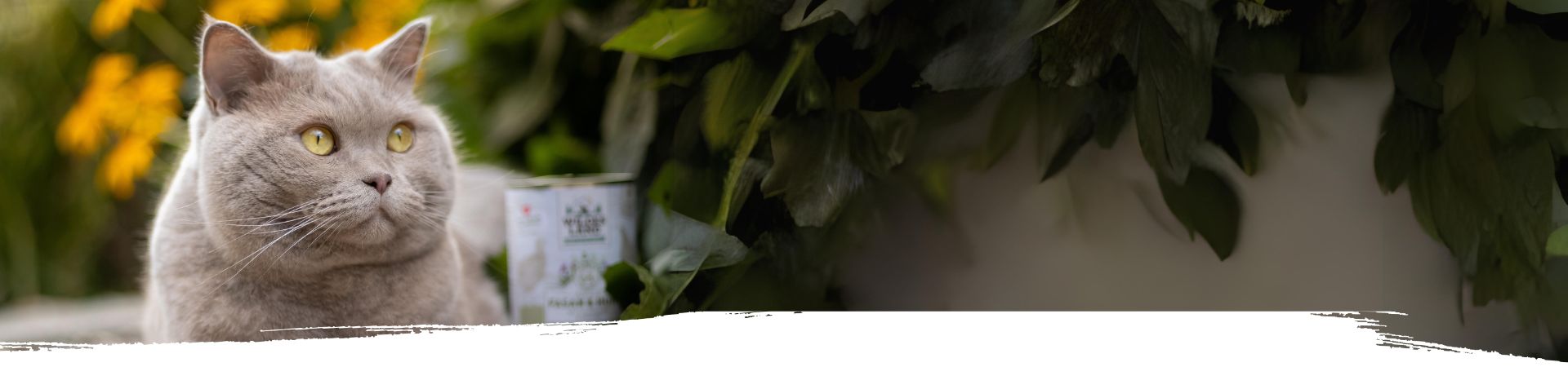 Katze liegt entspannt auf einer weißen Couch neben ihrem Frauchen