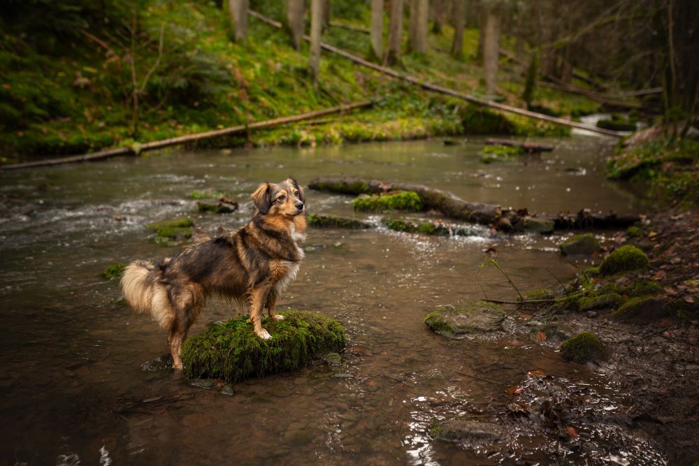 Brauner Hund steht in einem Flussbett im Wald