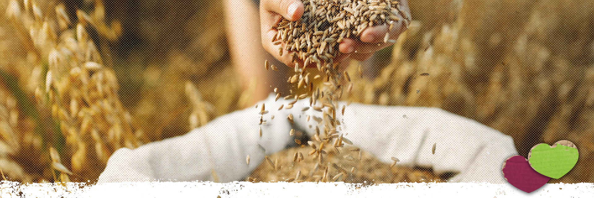 Getreide im Hundefutter