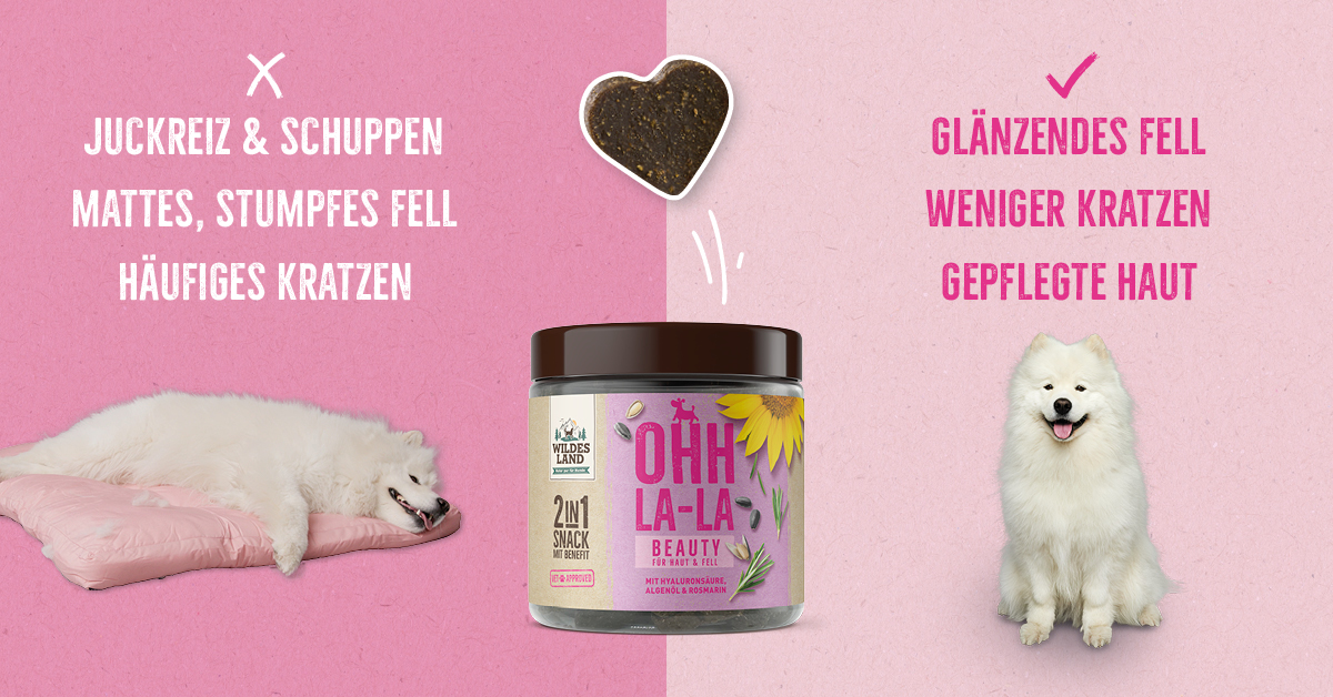 Zweigeteiltes Bild auf pinkem Hintergrund: Links ein Hund mit mattem Fell neben Schlagwörtern wie „Juckreiz & Schuppen“ und „Häufiges Kratzen“. Rechts ein glänzend weißer Hund mit den Vorteilen „Glänzendes Fell“ und „Gepflegte Haut“, unterstützt durch den „2in1 Snack BEAUTY“ von Wildes Land.